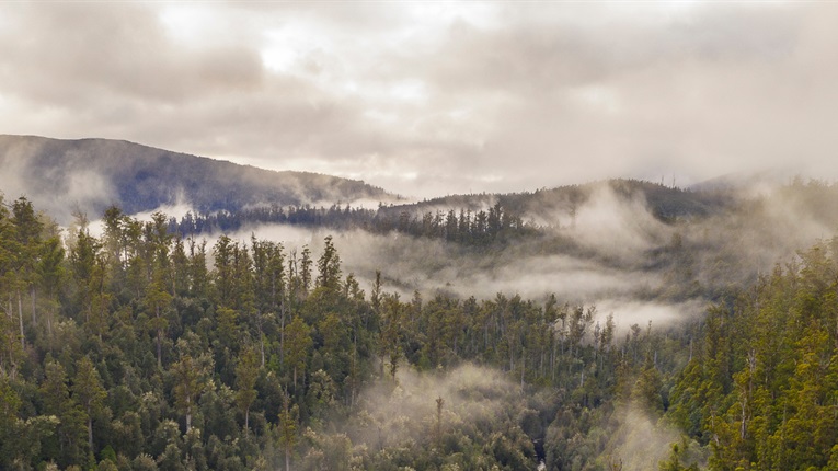 Forestry landscape