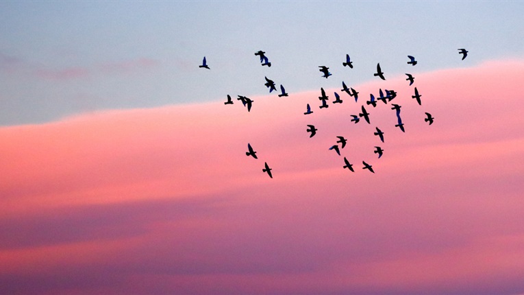 Sunset with birds flying